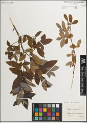 Foto von Salix muscina Dode ex Flod.